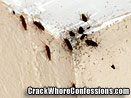 Cockroaches Nest in Crack House